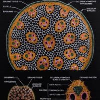 Botany Rexine Charts