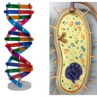 Botany Micro Models