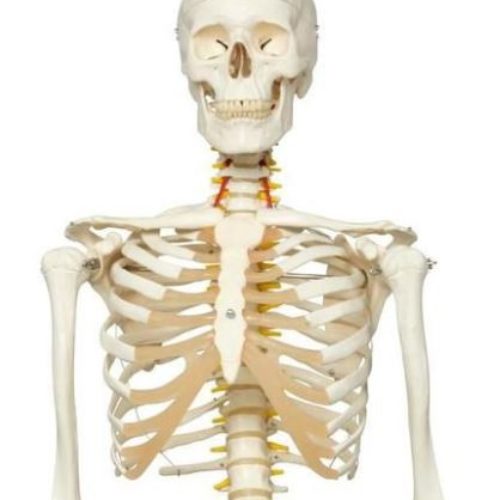 Human Skeleton & Anatomical Models