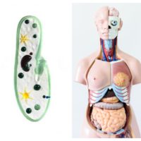 Zoological & Human Anatomy  Fiber  Models