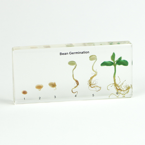 Botany Plastic Embedded Specimen