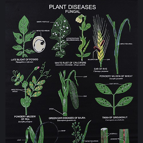 Botany Bio-visual Chart