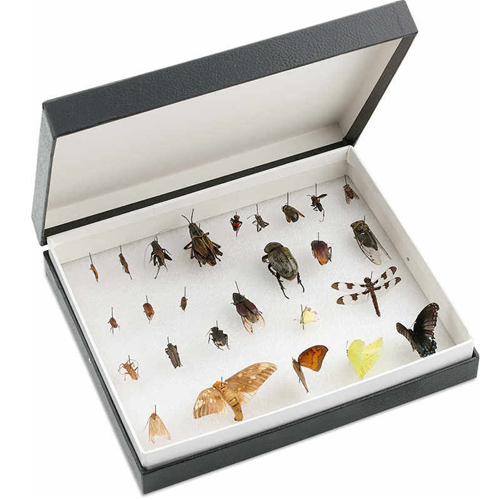 Entomological Accessories