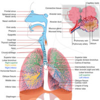 Zoology Laminated Charts