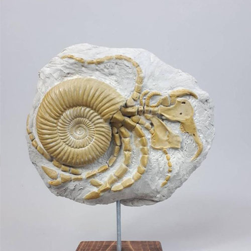 Zoology Fossil Specimens