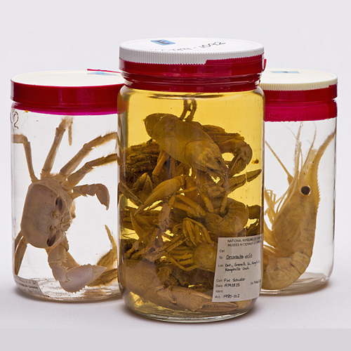 Zoology Museum Specimen in Jar